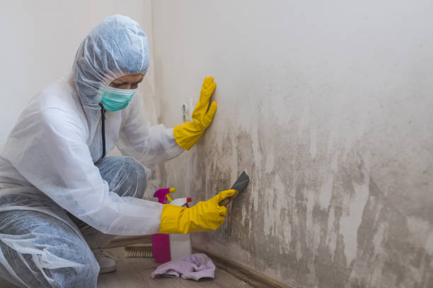 Best Basement Mold Removal  in Covington, GA